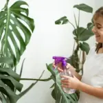 houseplants pests prevention