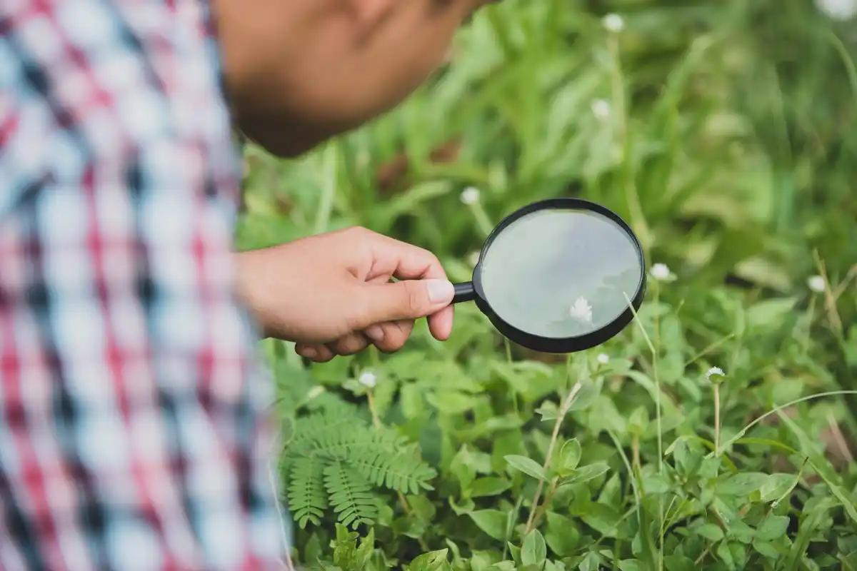 garden pests identification early signs