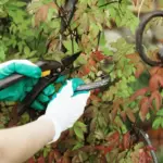 organic garden pest control