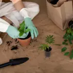 garden planning before planting