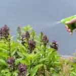 organic gardening pest control natural remedies