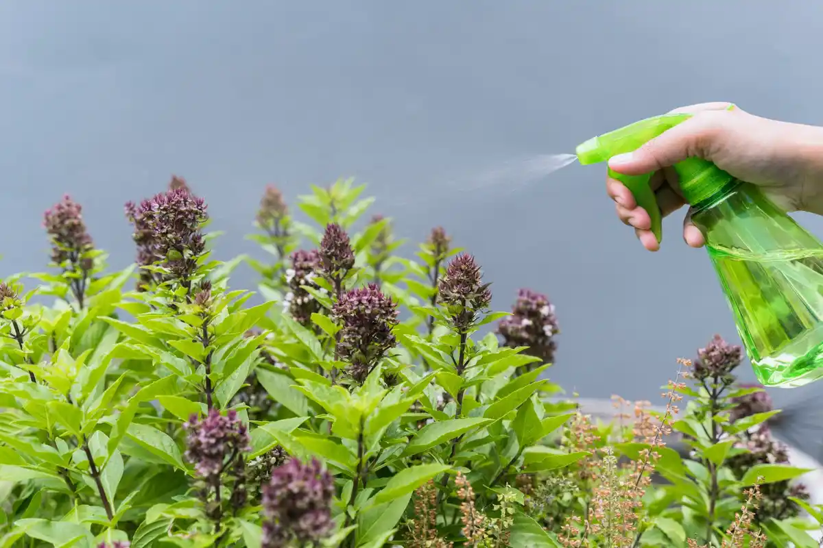 organic gardening pest control natural remedies