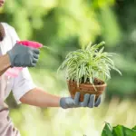 garden pests prevention organic gardening