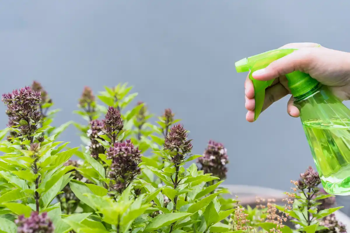 garden beneficial insects pest control