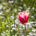 flower garden Czech Republic spring