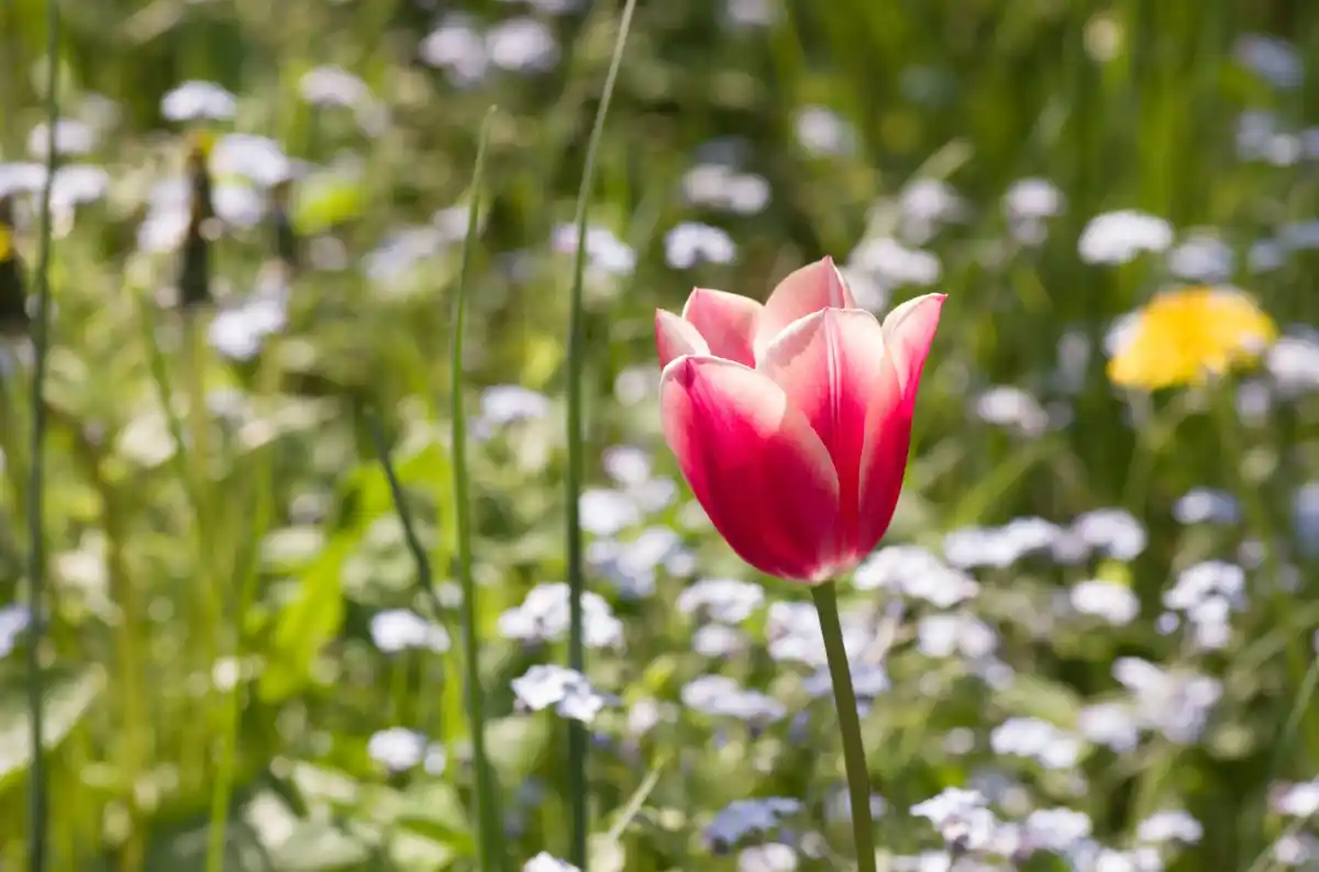 flower garden Czech Republic spring
