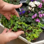 decorative garden flower bed mistakes