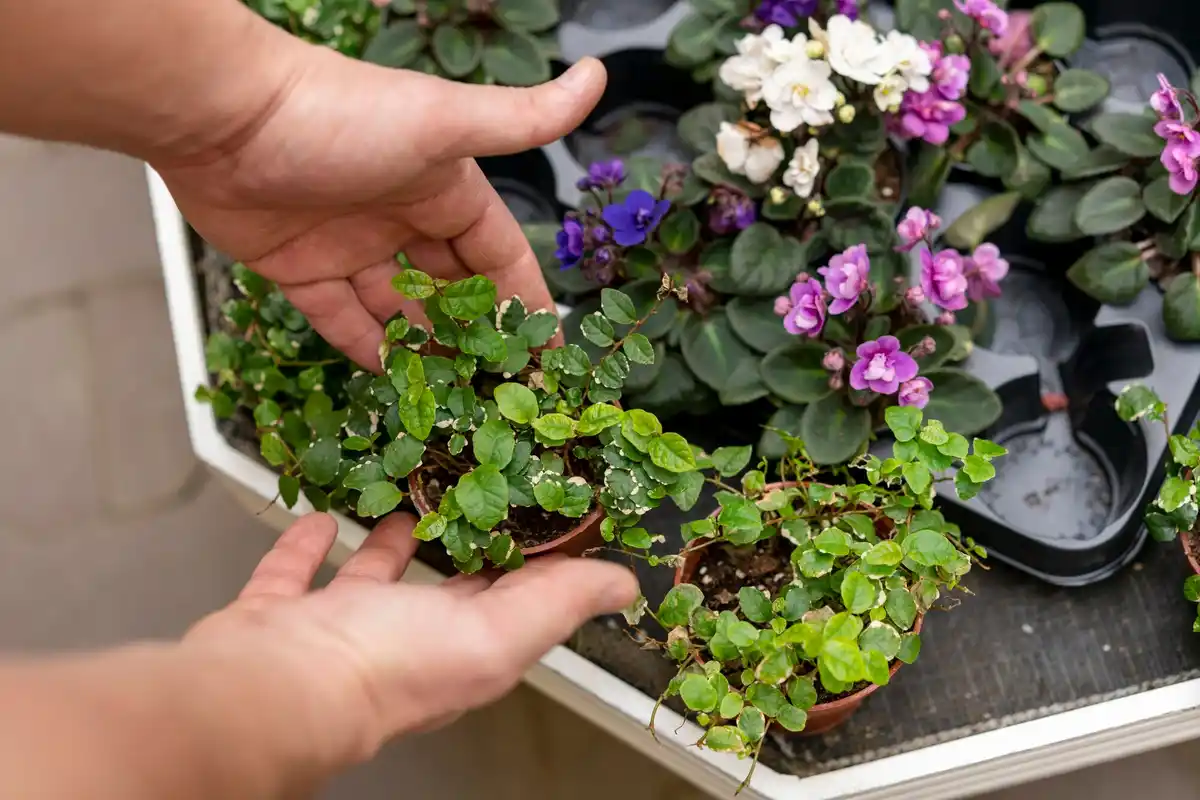 decorative garden flower bed mistakes