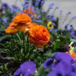 flower garden blooming vibrant