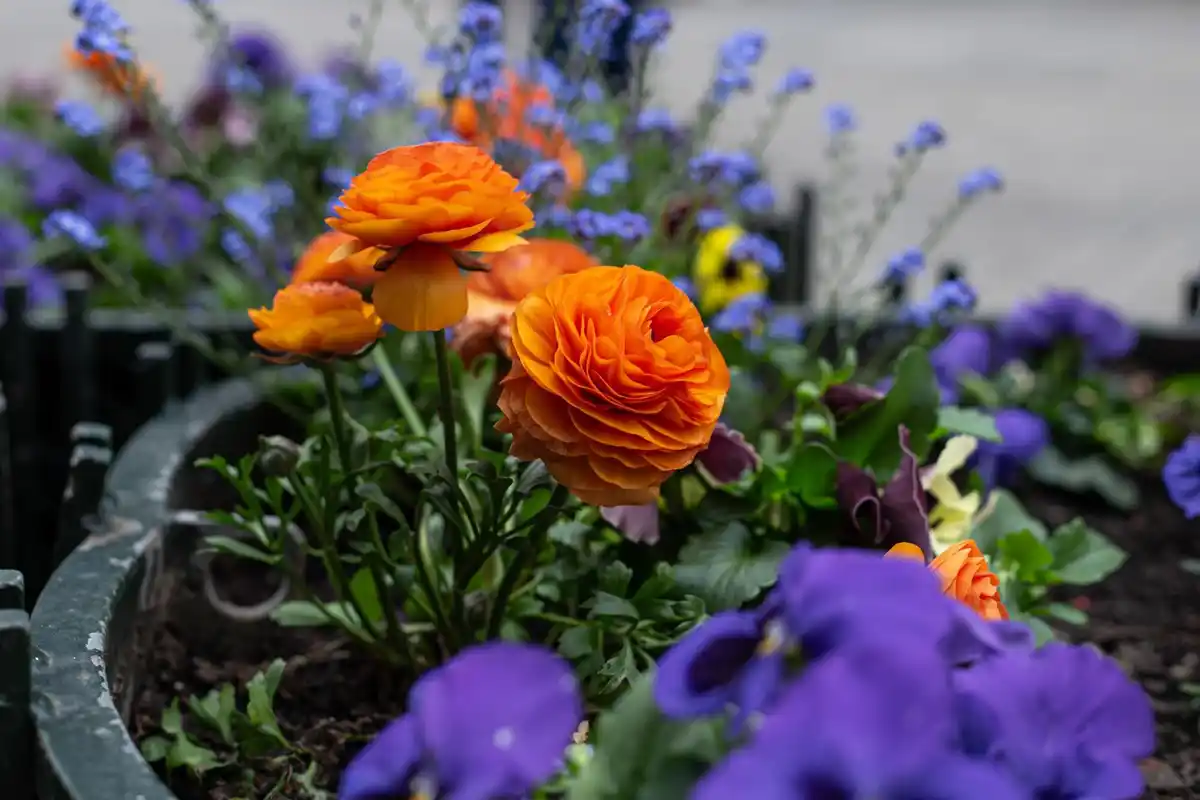 flower garden blooming vibrant