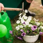 flower garden bed beginner planting