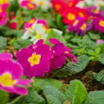 colorful flower garden summer mix
