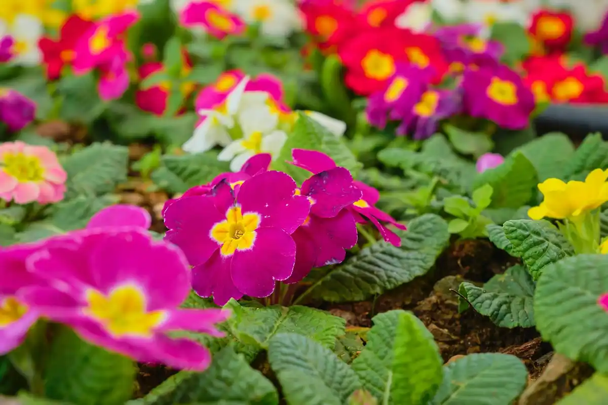 colorful flower garden summer mix