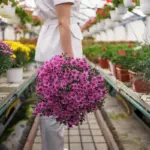 flower garden plants selection Czech Republic