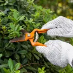 garden landscaping secrets professional czech republic