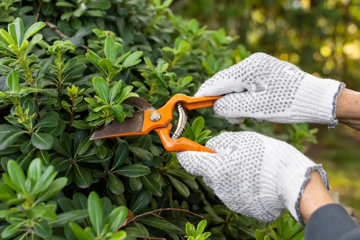 garden landscaping secrets professional czech republic