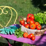 Fresh homegrown vegetables garden Czech