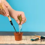 seedlings dying plant rescue gardening