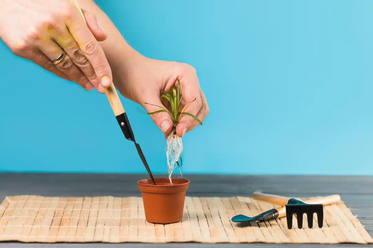 seedlings dying plant rescue gardening