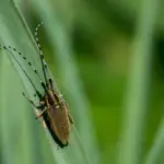 common garden pests vegetable garden Czech Republic
