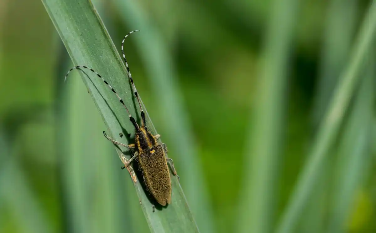 common garden pests vegetable garden Czech Republic