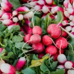 radish varieties garden fresh