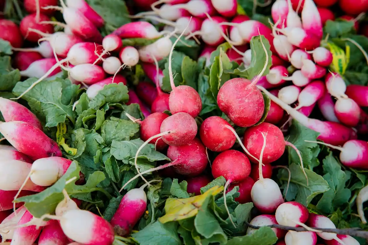 radish varieties garden fresh