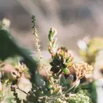 garden drought resistant plants summer Czech Republic