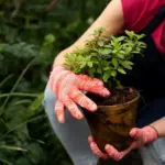 home garden fruit growing tips