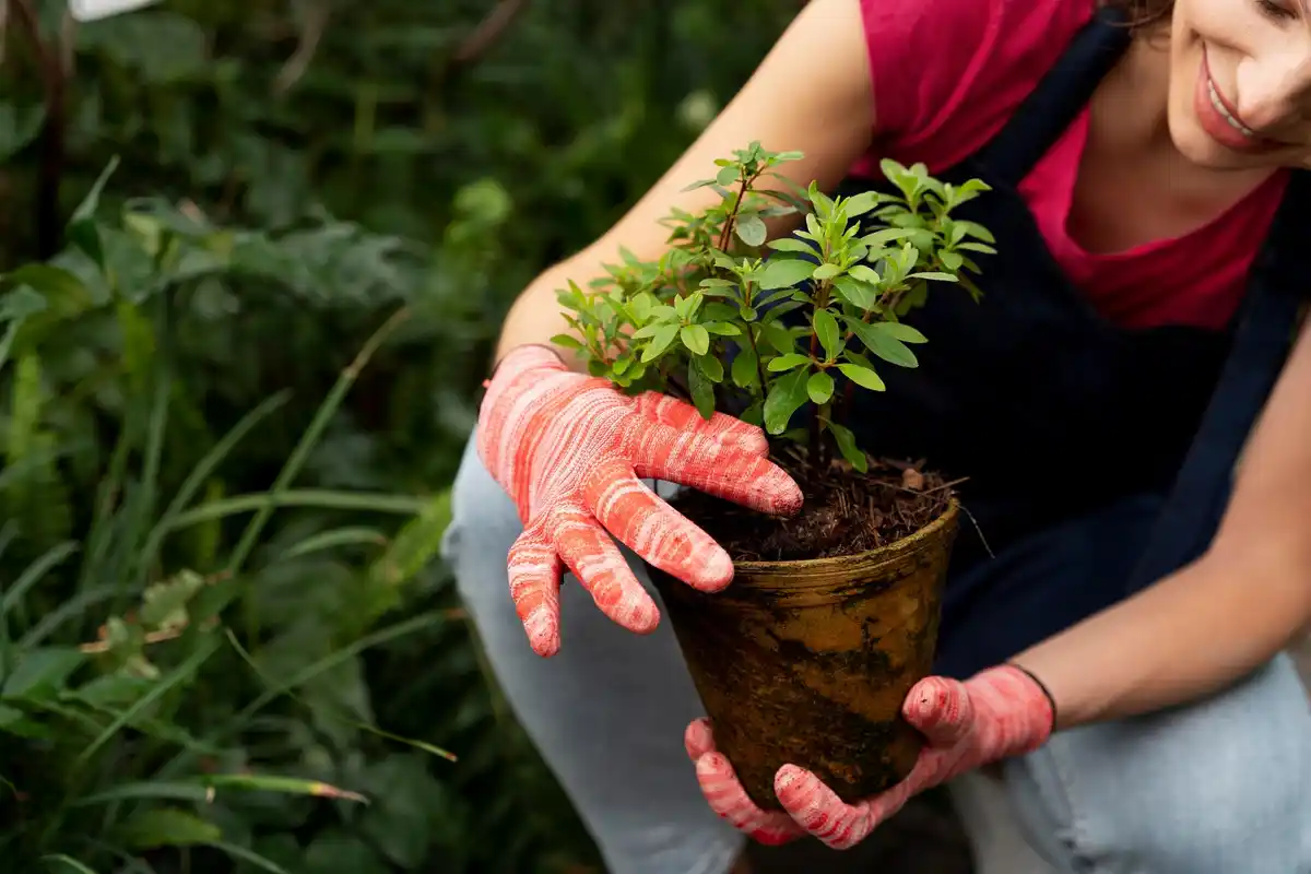 home garden fruit growing tips