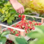 strawberry garden plant growth problems