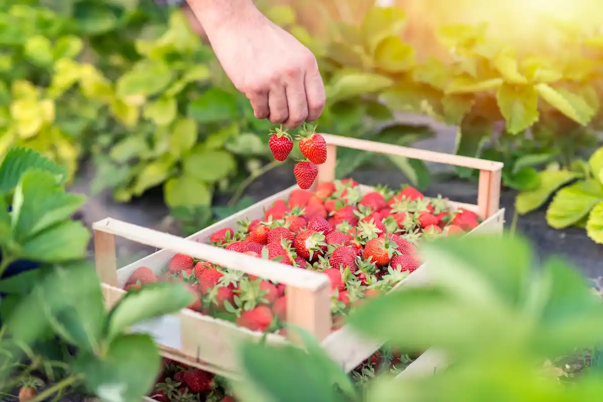 strawberry garden plant growth problems