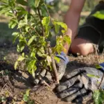 fruit tree planting step by step