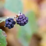 elderberry plant garden fruit