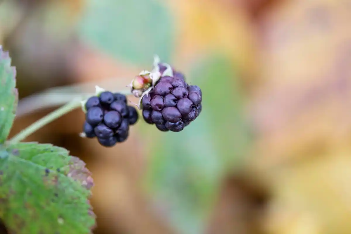 elderberry plant garden fruit