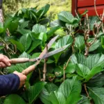 fruit tree pruning orchard garden
