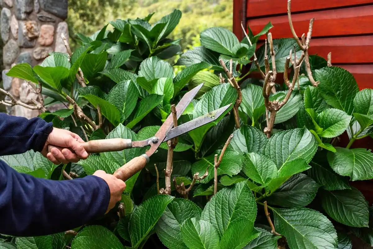 fruit tree pruning orchard garden