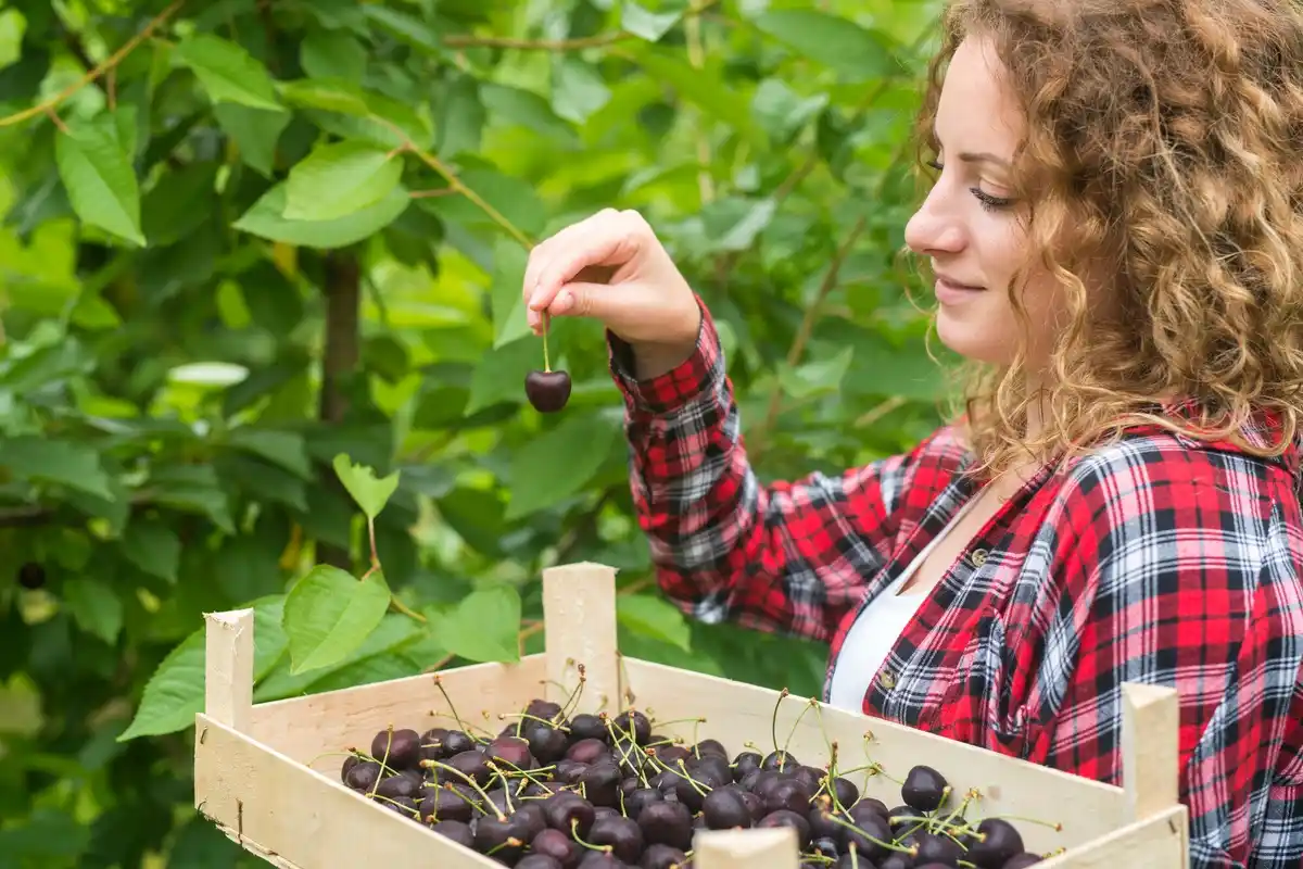 fresh garden fruit bushes Czech Republic