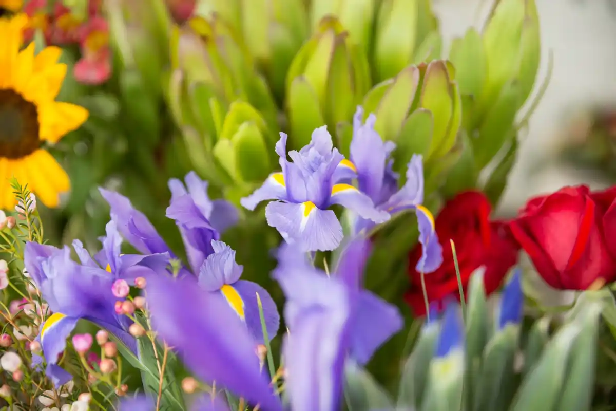 colorful garden flowers arrangement Czech Republic