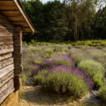 beautiful cottage garden Czech Republic