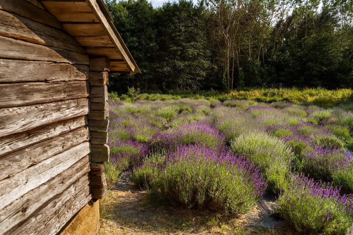 beautiful cottage garden Czech Republic