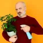 yellowing houseplant leaves fix