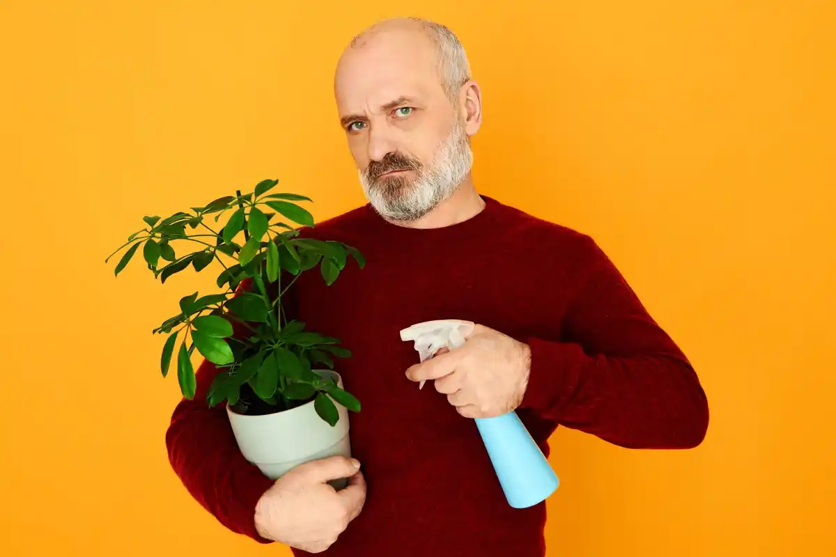 yellowing houseplant leaves fix