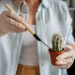 houseplant care mistakes