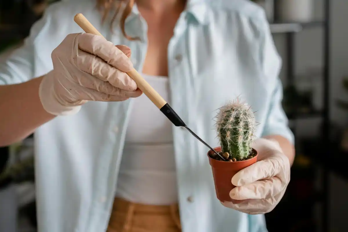 houseplant care mistakes