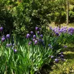 flower garden beds Czech Republic