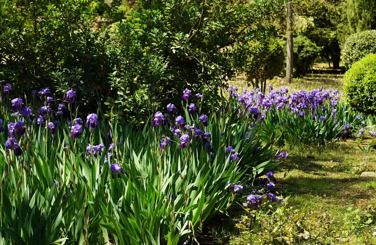 flower garden beds Czech Republic
