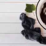 organic soil gardening compost