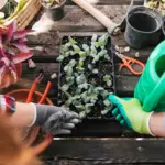 organic gardening home garden compost plants