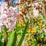 summer flower garden combinations Czech Republic